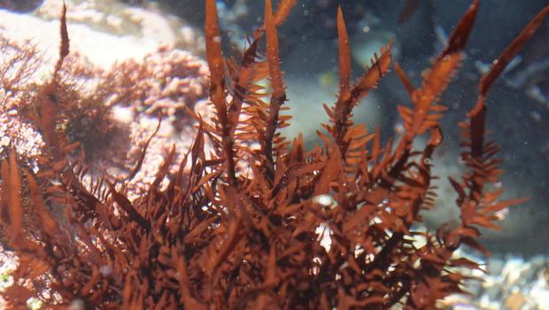 Красные водоросли способны останавливать рост раковых клеток