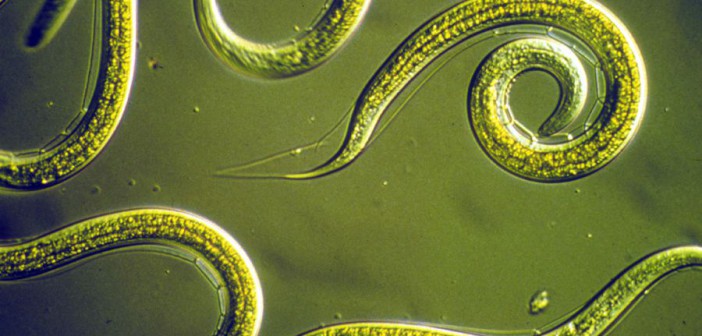 Учёные из Японии научились диагностировать рак при помощи червей