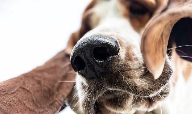 Израильские эксперты обучили собак вынюхивать рак в образцах слюны