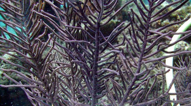 Вещество из мягких кораллов обнаружило противораковые свойства