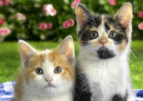 Ученые: Цвет шерсти влияет на предрасположенность кошек к онкологии