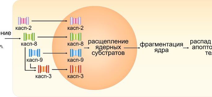 Ученые уточнили механизм гибели раковых клеток