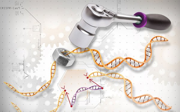 Врачи Китая редактируют ДНК больных раком