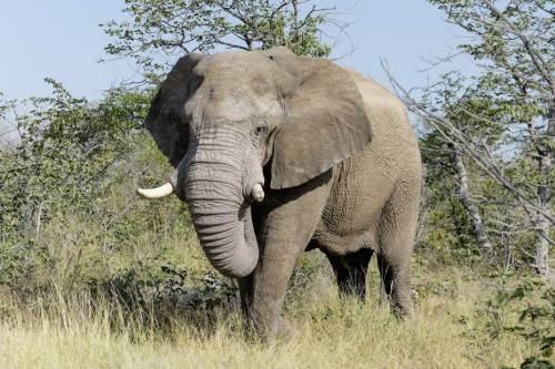 Ученые: «Зомби-ген» спасает слонов от рака