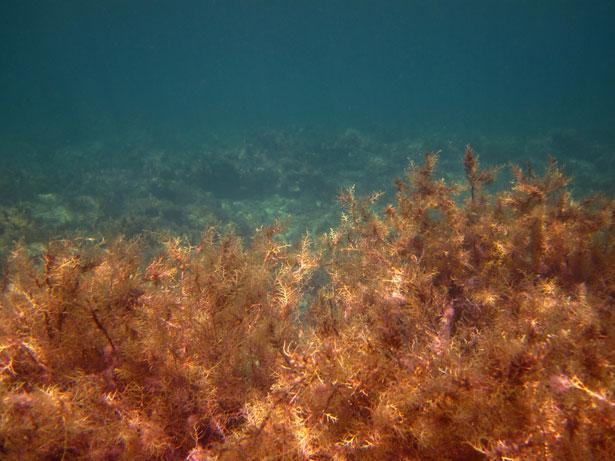 Ученые обнаружили водоросли, способные тормозить рост раковых клеток