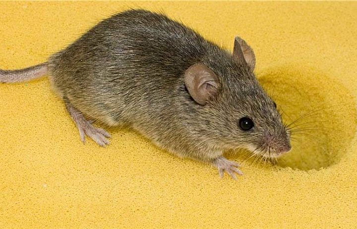 Российские ученые ввели вирус Зика мышам с опухолью мозга