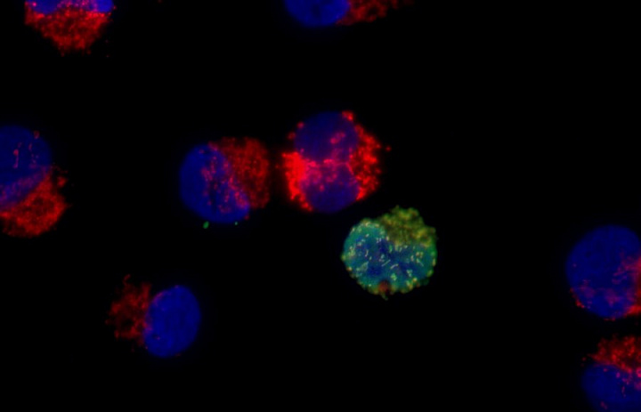 Теломераза может защищать раковые клетки
