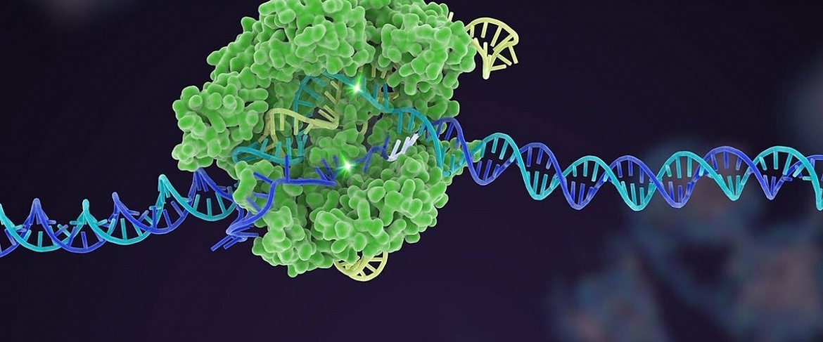 Найден способ в 93 раза увеличить точность генного редактирования