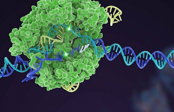 Найден способ в 93 раза увеличить точность генного редактирования