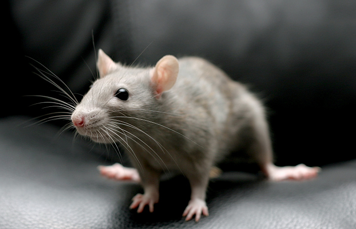 Биологи "научили" иммунитет мышей очень быстро уничтожать рак
