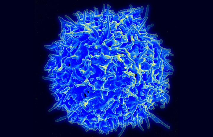 Открыты Т-клетки для универсальной и доступной иммунотерапии рака