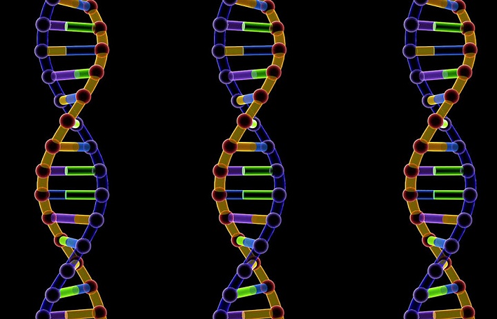 Управление ритмом репликации ДНК позволит бороться с раком