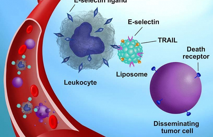 Получившие дополнительное оружие лейкоциты идут на охоту за раковыми клетками