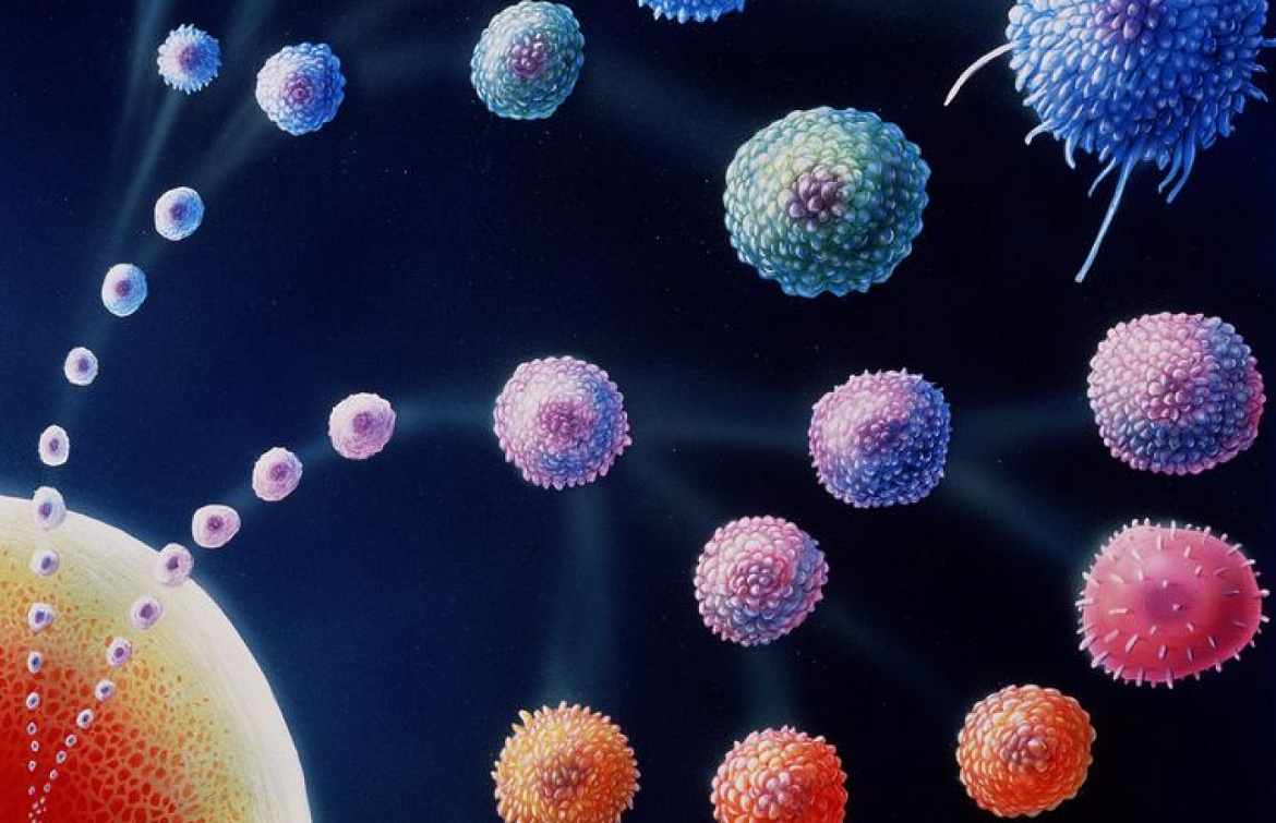 Поверхность клеток иммунитета способна бороться с раком – ученые